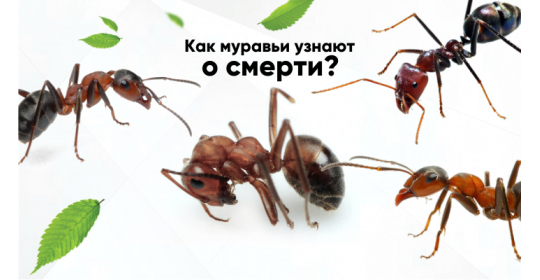 Мертвецам тут не место: как муравьи узнают о смерти сородичей