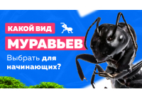Какой вид муравьев подойдет для новичков?