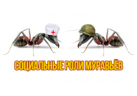 Кто в доме хозяин: социальные роли муравьев Кто в доме хозяин: социальные роли муравьев