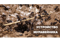 Муравьиный домик: устройство муравейника в природе