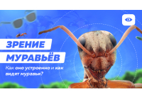 Что могут видеть муравьи и как устроено их зрение