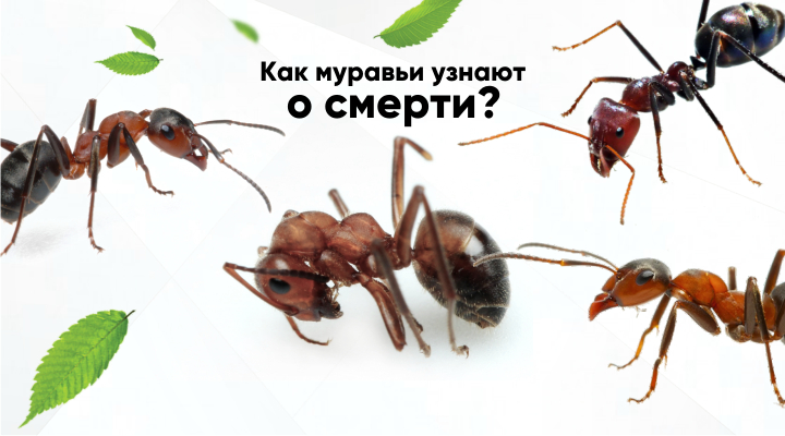 Мертвецам тут не место: как муравьи узнают о смерти сородичей